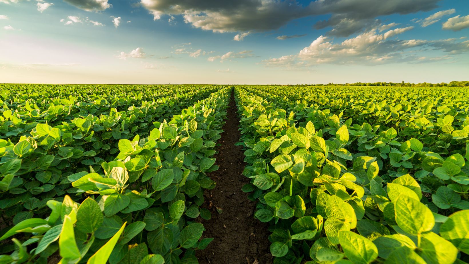 Regenerative Agriculture vs Sustainable Agriculture: Which Farming Method Is Better for Earth?